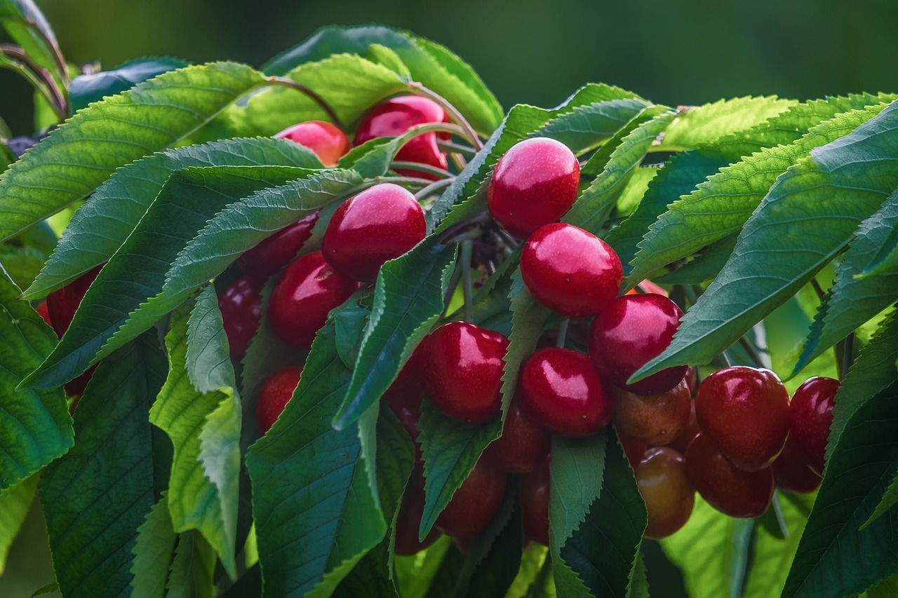 Alles wat je moet weten over het verzorgen van fruitbomen