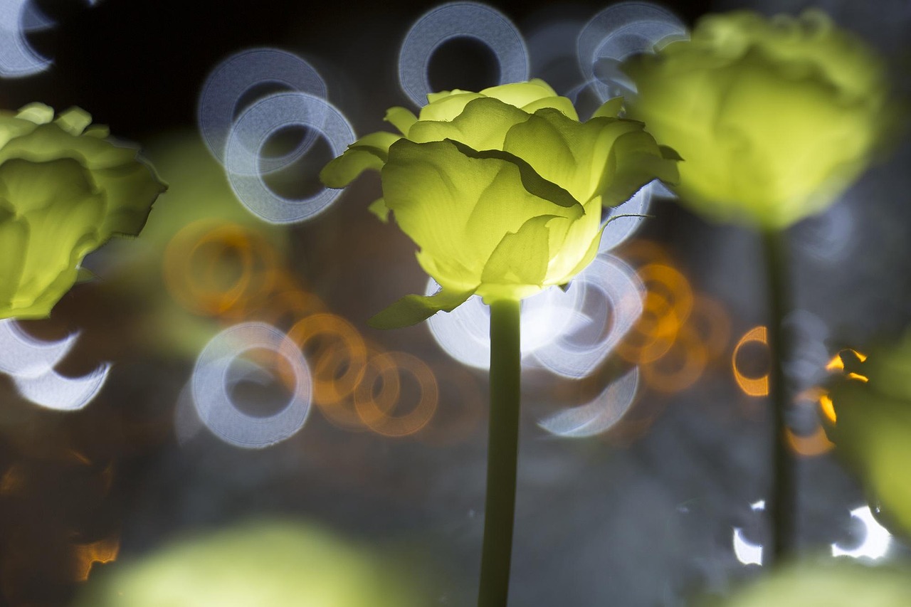 Bioluminescente gloed geeft tuin een sprookjesachtig tintje.