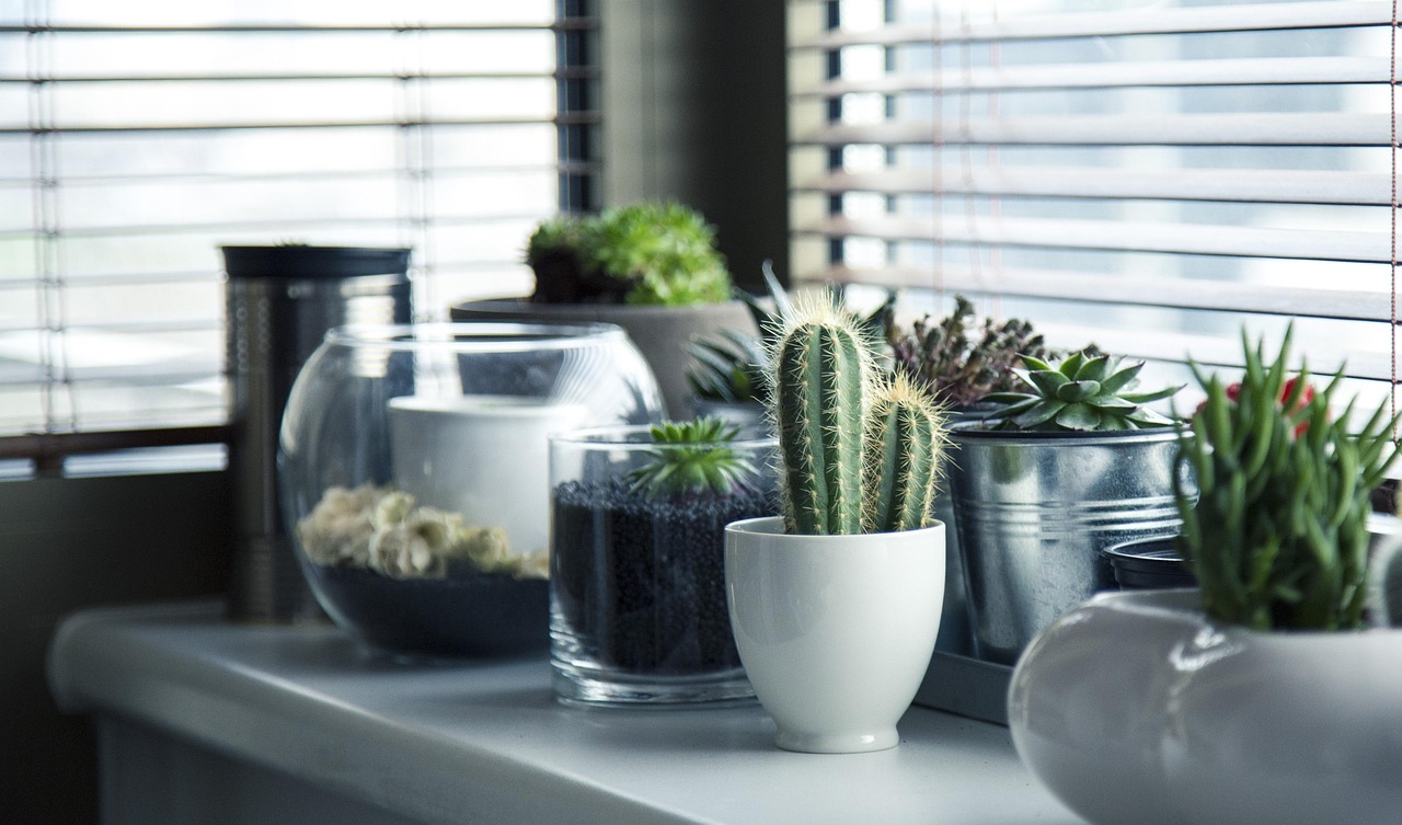 Vetplant op vensterbank met lentelicht.